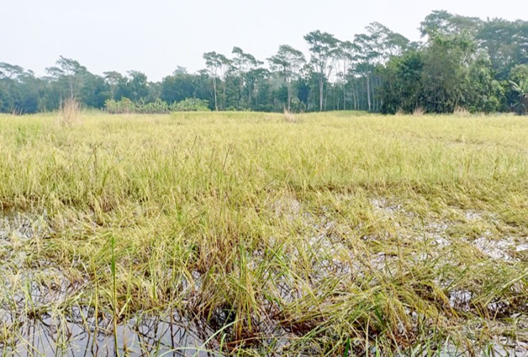 প্রভাবশালী ব্যক্তির মাছের ঘের: ২০০ একর ফসলী জমি পানির নিচে